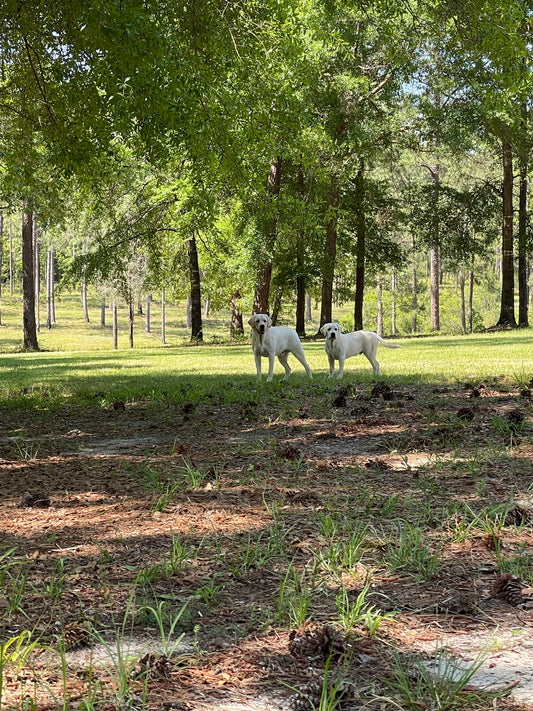 Sonny and Simba at WCF, Sonny's Farm Florida
