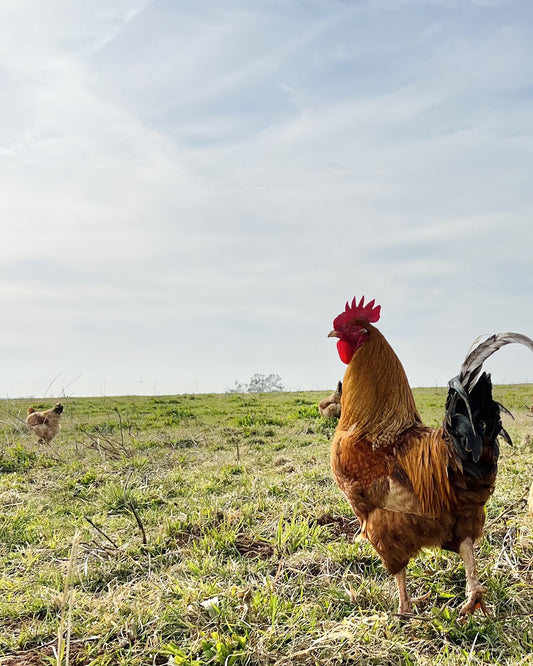 Sonny's Farm regeneratively farmed rooster free-range chicken