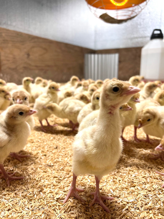 Sonny's Farm regeneratively farmed turkeys