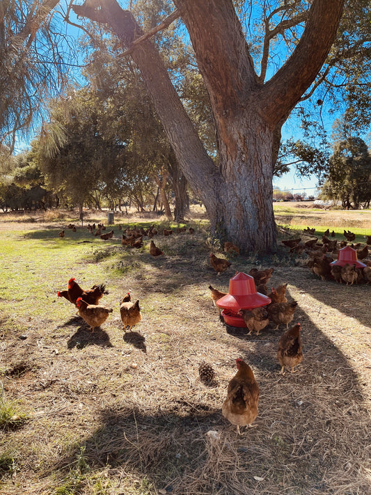 Sonny's Farm pastured free-range chickens eating soy and corn-free feed