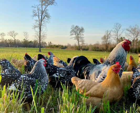 Chickens at Sonny's Farm