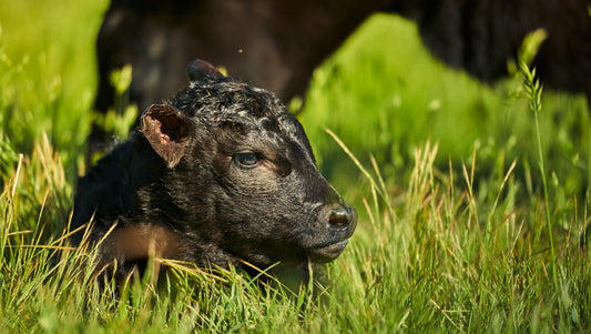 Our Grass-Finished Wagyu Cross Beef