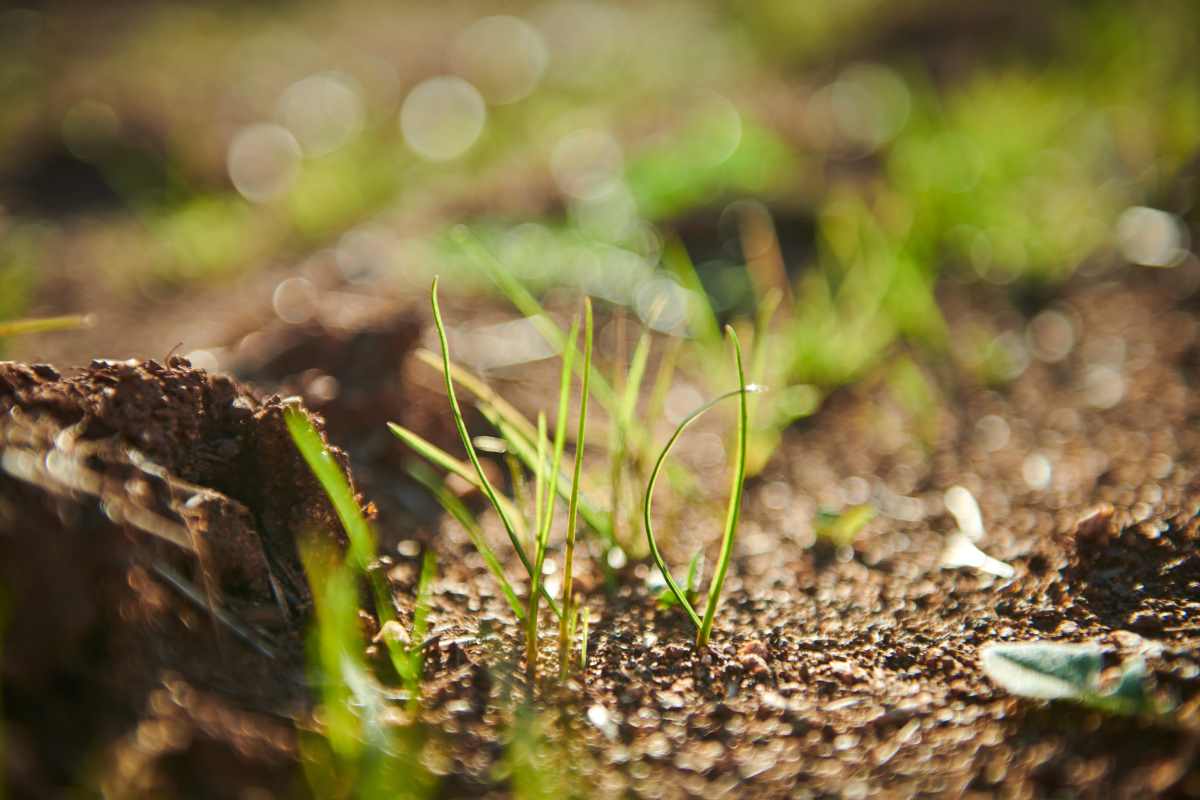 Close up of fertile soil at Sonny's Farm