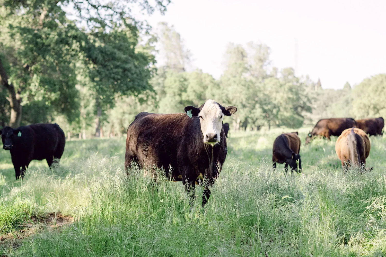 White faced Wagyu Cross beef cow on Sonny's Farm