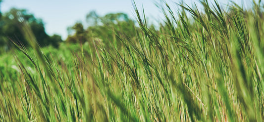 Tall grass at Sonny's Farm