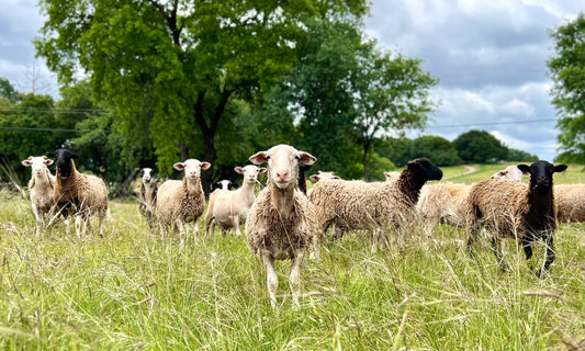 Sonny's Farm regeneratively farmed lamb