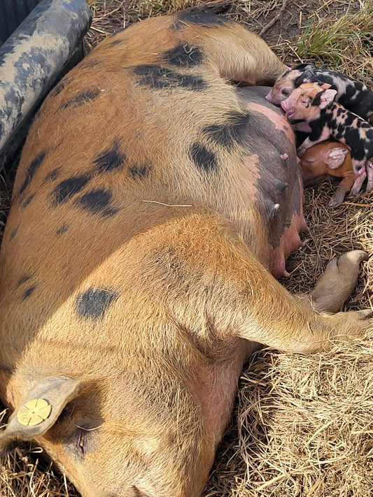 Sonny's Farm piglets are born