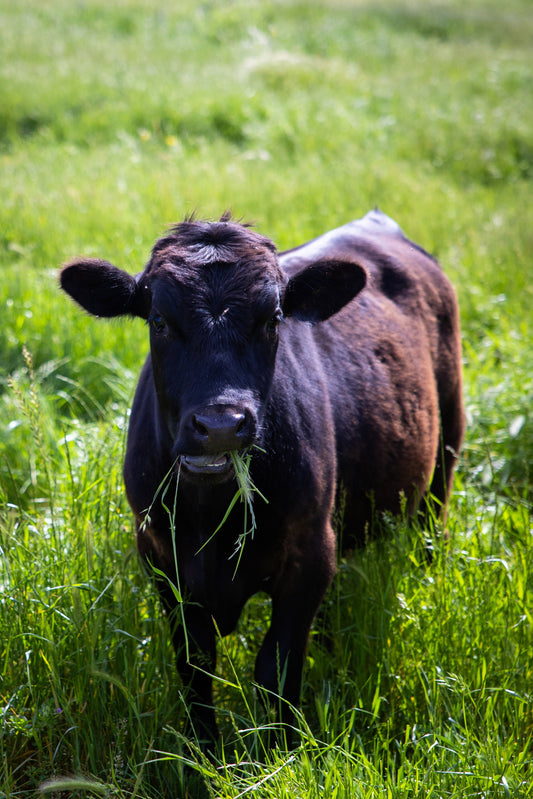 Sonny's Farm American Wagyu cattle