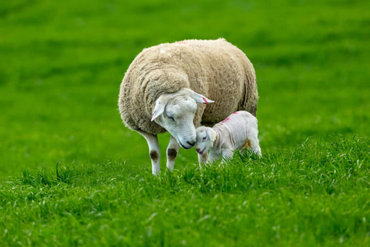 An adult sheep and her lamb on grass at Sonny's Farm