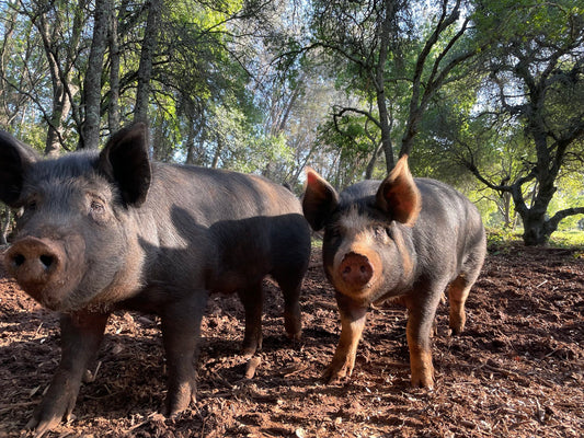 Pigs at Sonny's Farm